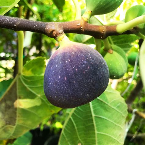 Black Jack Fig .